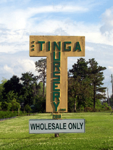 Tinga Nursery Wholesale Only