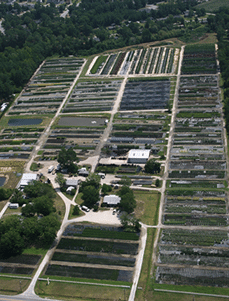 Tinga Nursery Landscape