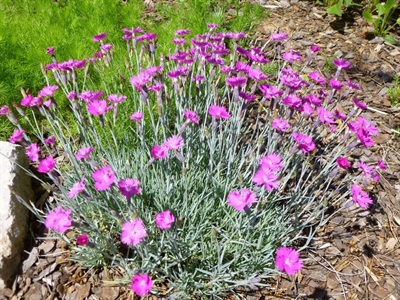 Item Details - Tinga Nursery Inc.