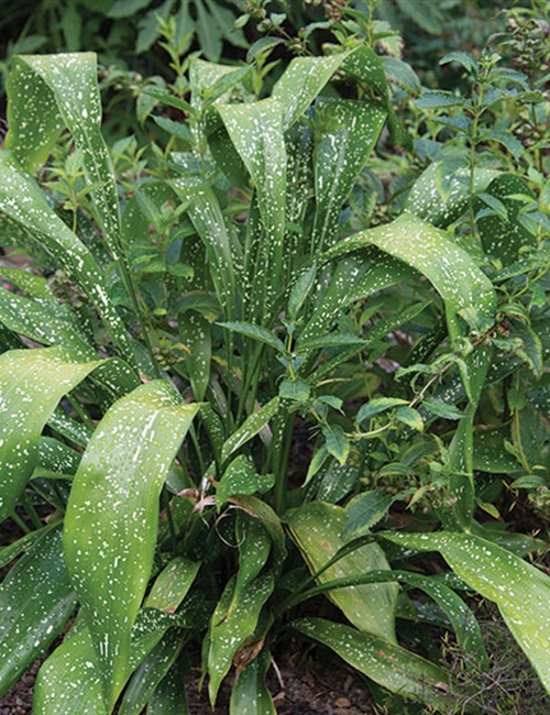 Item Details - Tinga Nursery Inc.