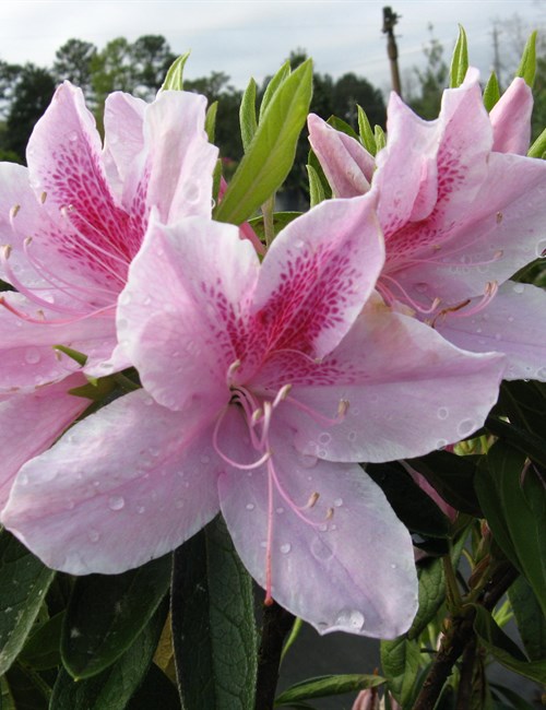 George shop tabor azaleas