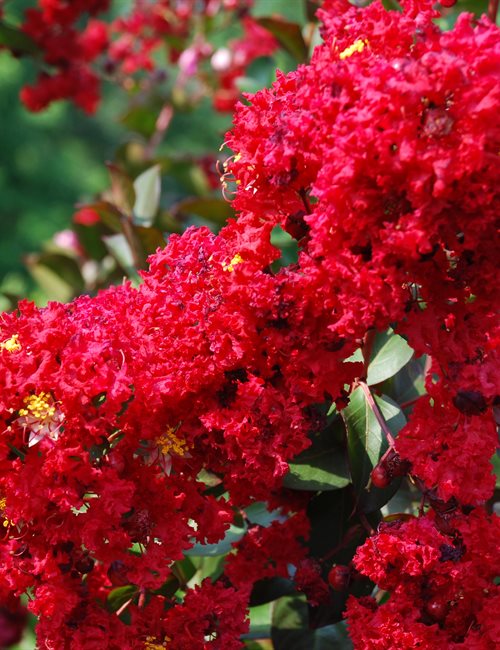 Item Details - Tinga Nursery Inc.