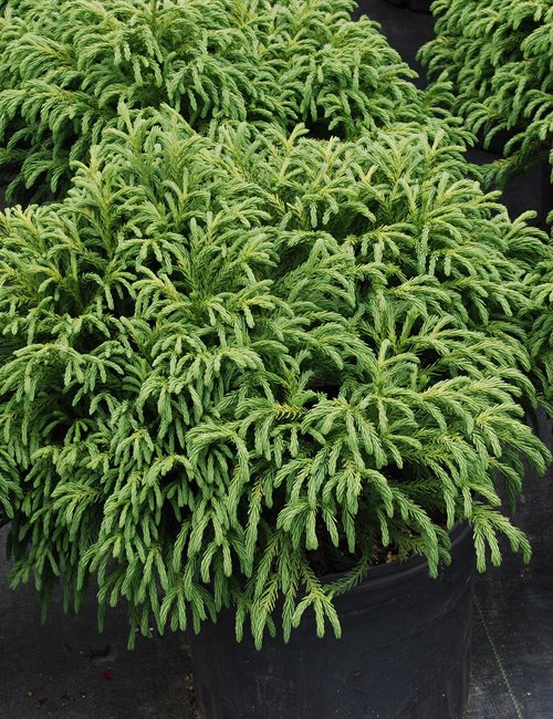 Item Details - Tinga Nursery Inc.
