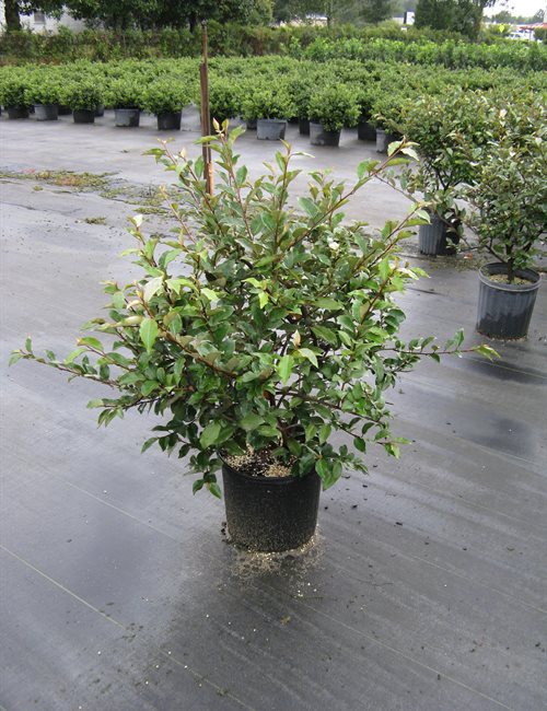 Item Details - Tinga Nursery Inc.