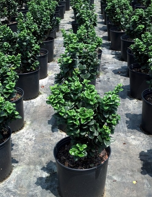plant snow queen Pothos 'Snow Queen' Plant – Buy Now! – Ladybird Nursery main image 0