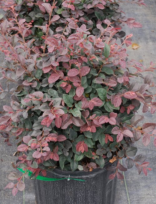 rubis loropetalum